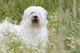 TERRIER DU TIBET 036